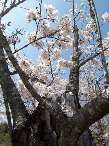 桜の古木