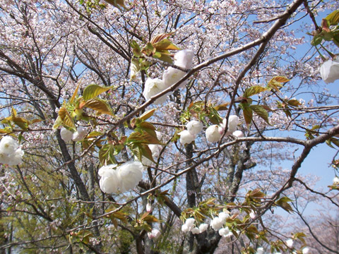 白い八重桜