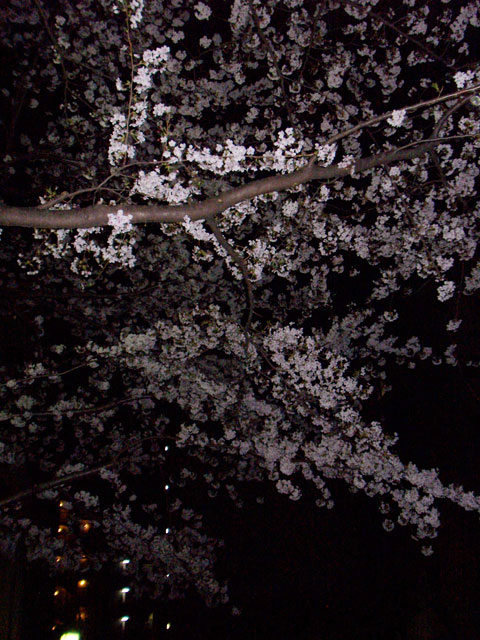 桜(浅草橋某所にて)