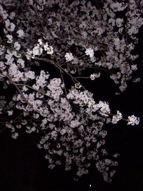 桜(浅草橋某所にて・2)
