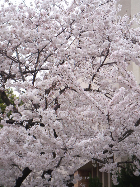 池袋の桜