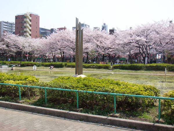 錦糸公園の桜