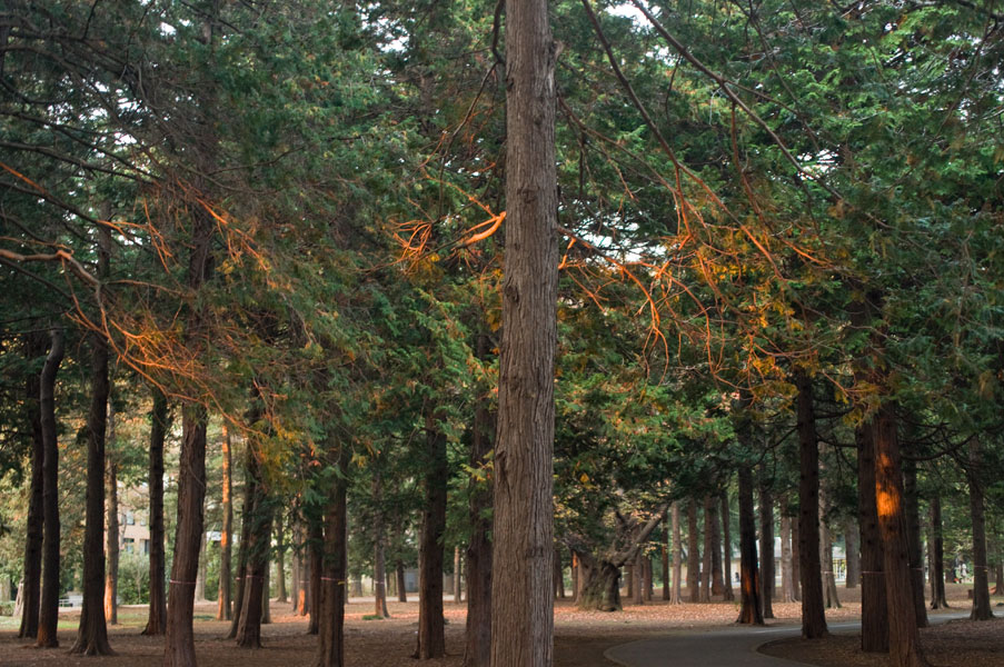 代々木の紅葉8