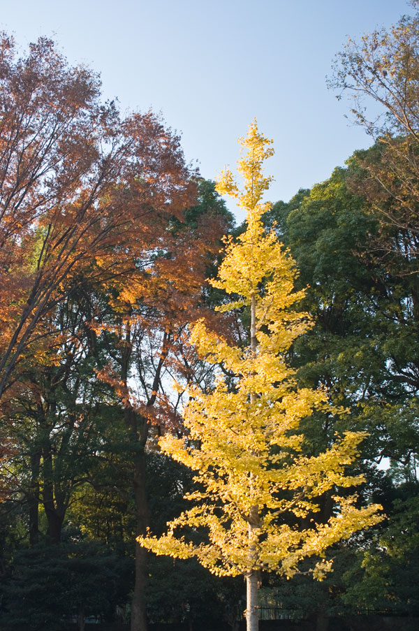 代々木の紅葉1