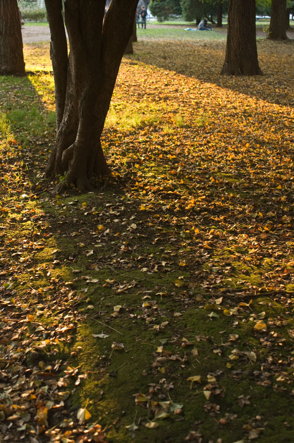 代々木の紅葉3