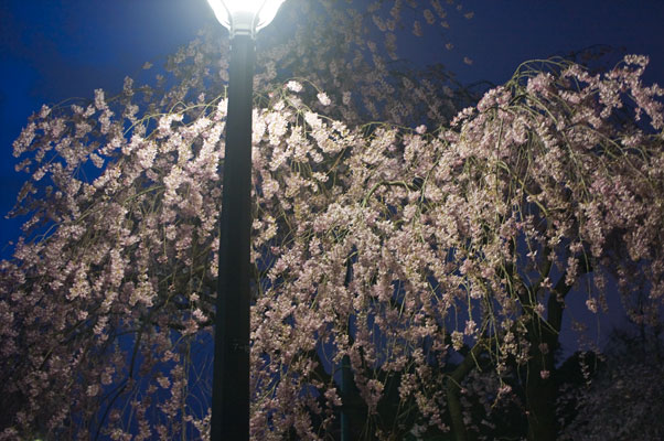 千鳥ヶ淵の夜桜1