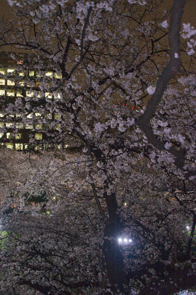 千鳥ヶ淵の夜桜10