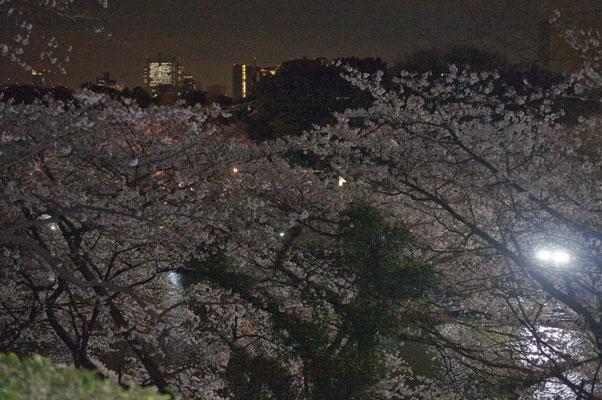 千鳥ヶ淵の夜桜12