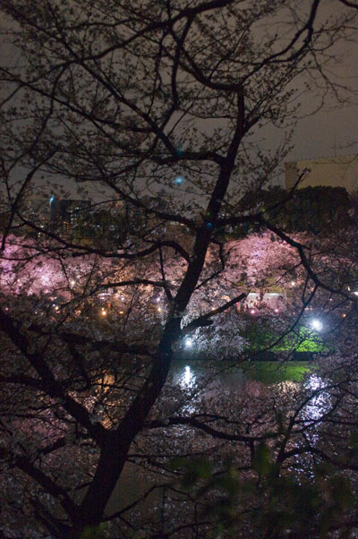 千鳥ヶ淵の夜桜13