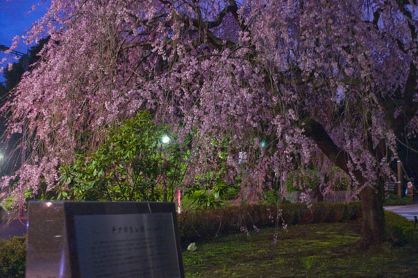 千鳥ヶ淵の夜桜3