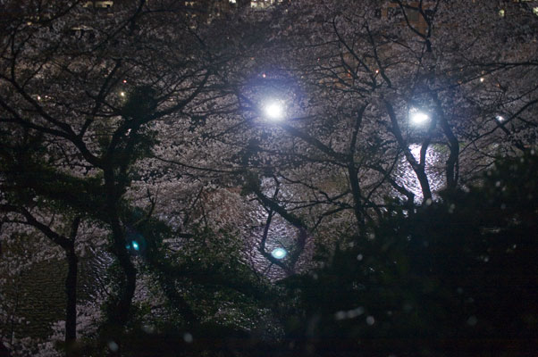 千鳥ヶ淵の夜桜4