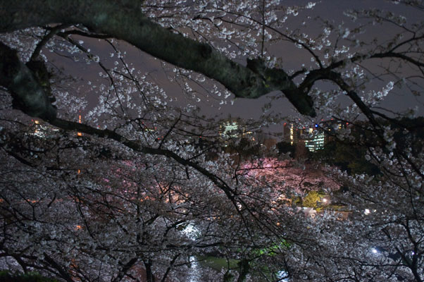 千鳥ヶ淵の夜桜5