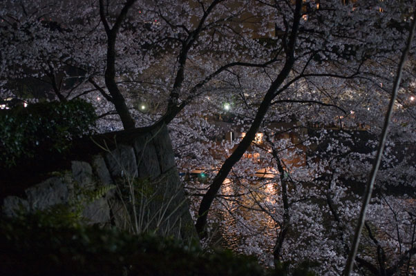 千鳥ヶ淵の夜桜6