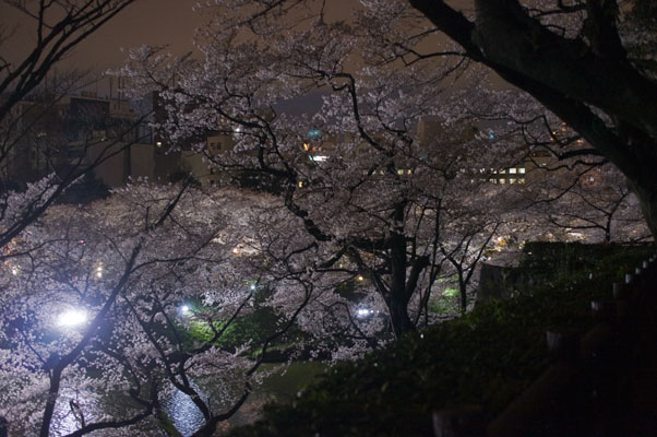 千鳥ヶ淵の夜桜7