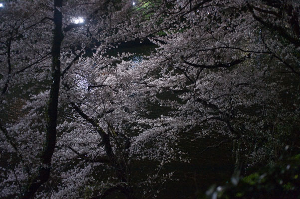 千鳥ヶ淵の夜桜8