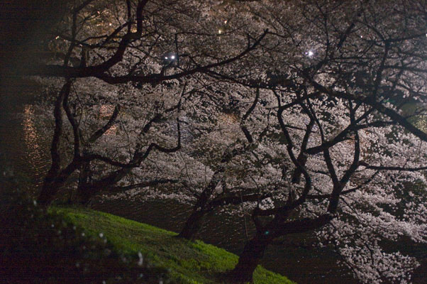 千鳥ヶ淵の夜桜9