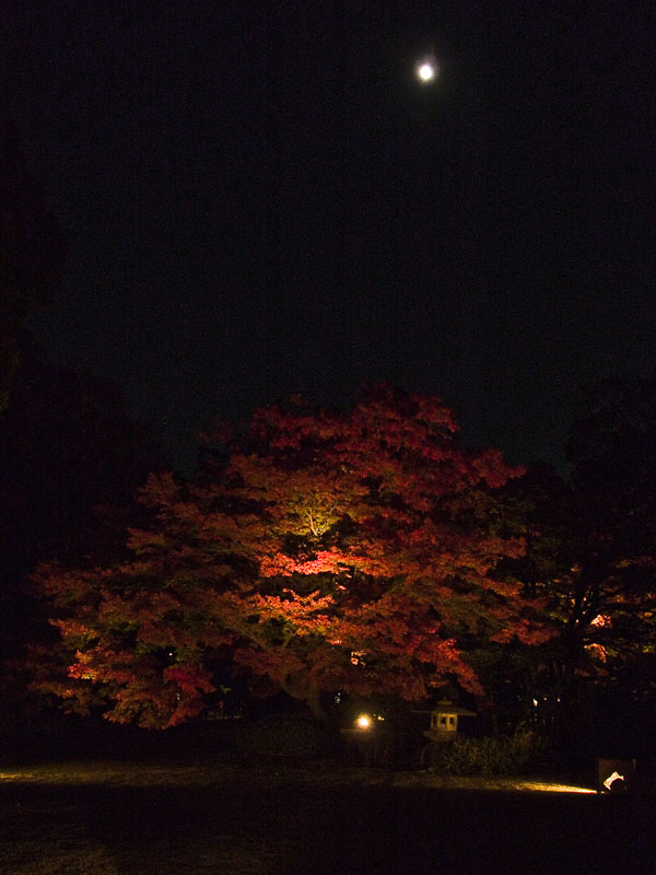 六義園の紅葉2