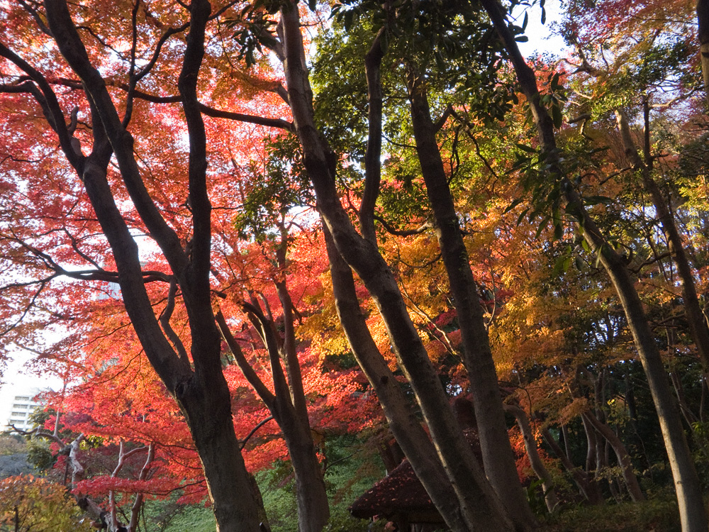 小石川後楽園の紅葉