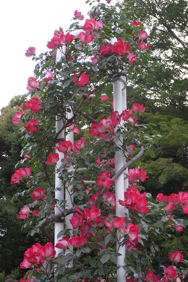 旧古河庭園の薔薇5