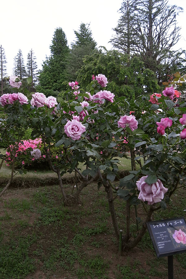 旧古河庭園の薔薇2