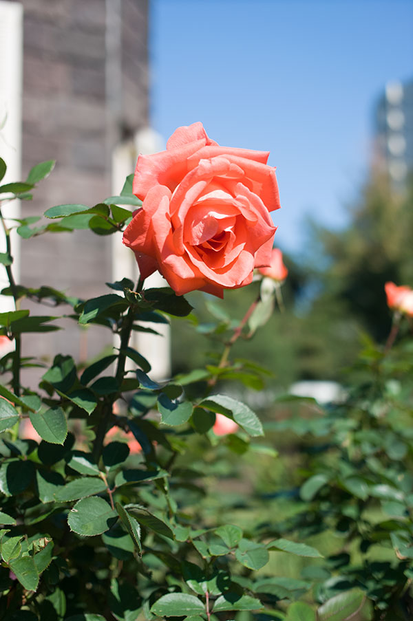 旧古河庭園の薔薇1