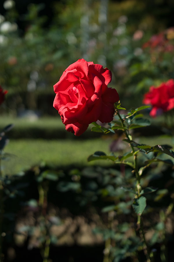 旧古河庭園の薔薇3