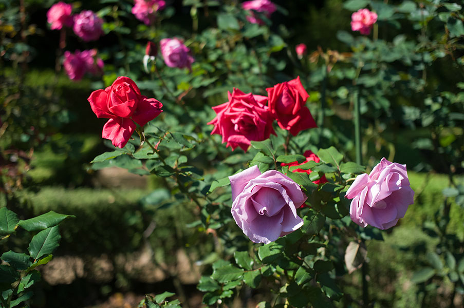 旧古河庭園の薔薇4