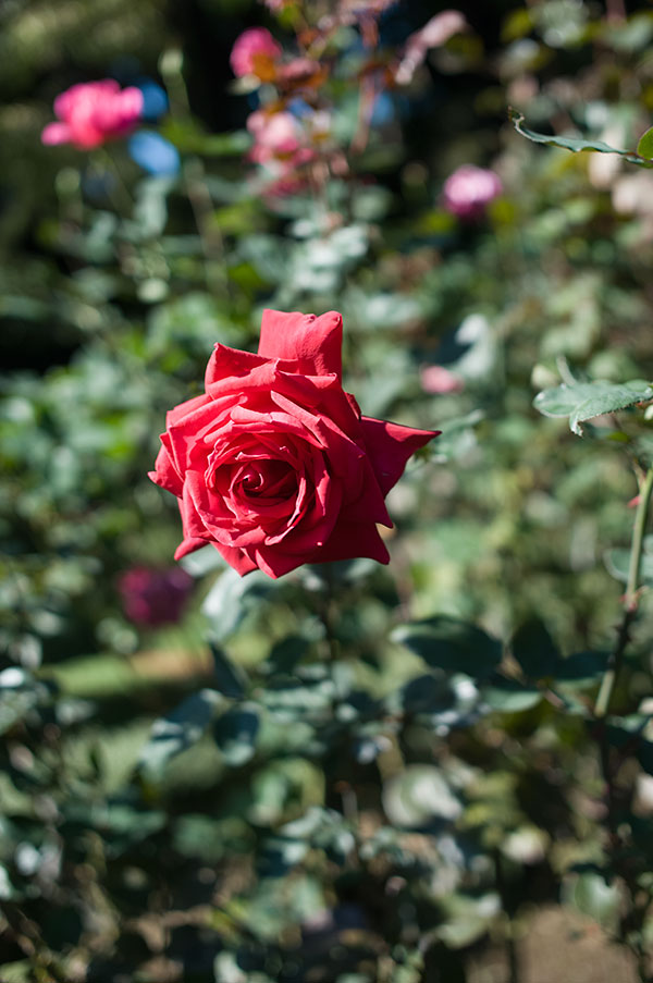 旧古河庭園の薔薇5