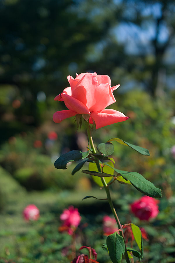 旧古河庭園の薔薇7