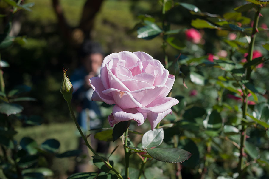 旧古河庭園の薔薇8