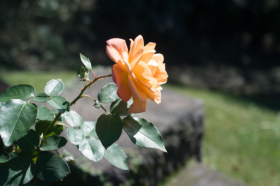 旧古河庭園の薔薇10