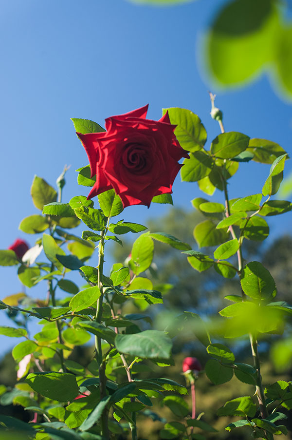 旧古河庭園の薔薇9