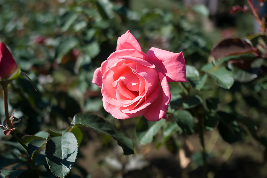 旧古河庭園の薔薇12