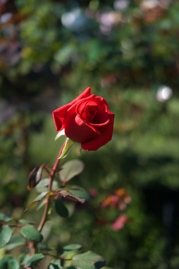 旧古河庭園の薔薇11