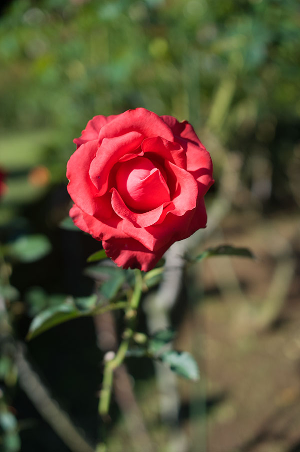 旧古河庭園の薔薇13