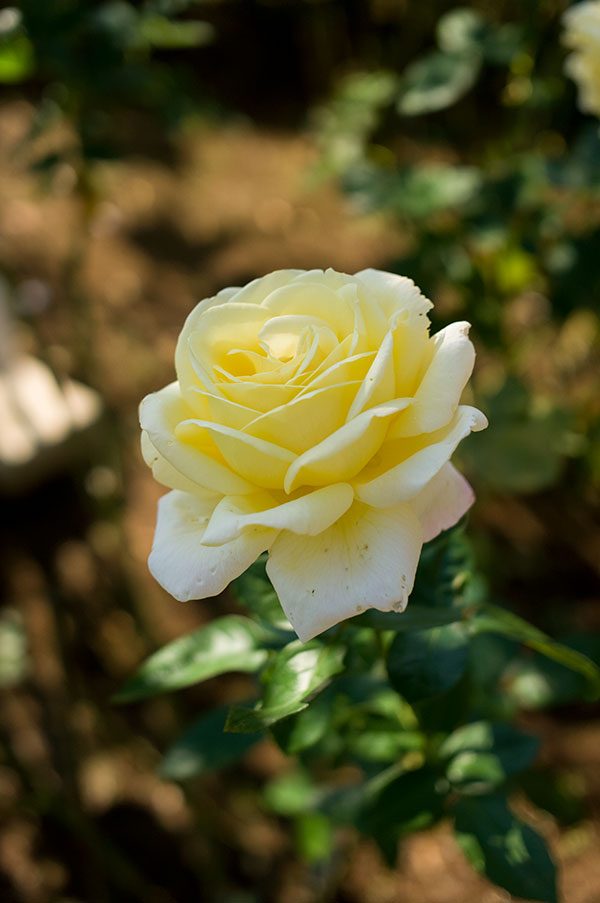 旧古河庭園の薔薇15