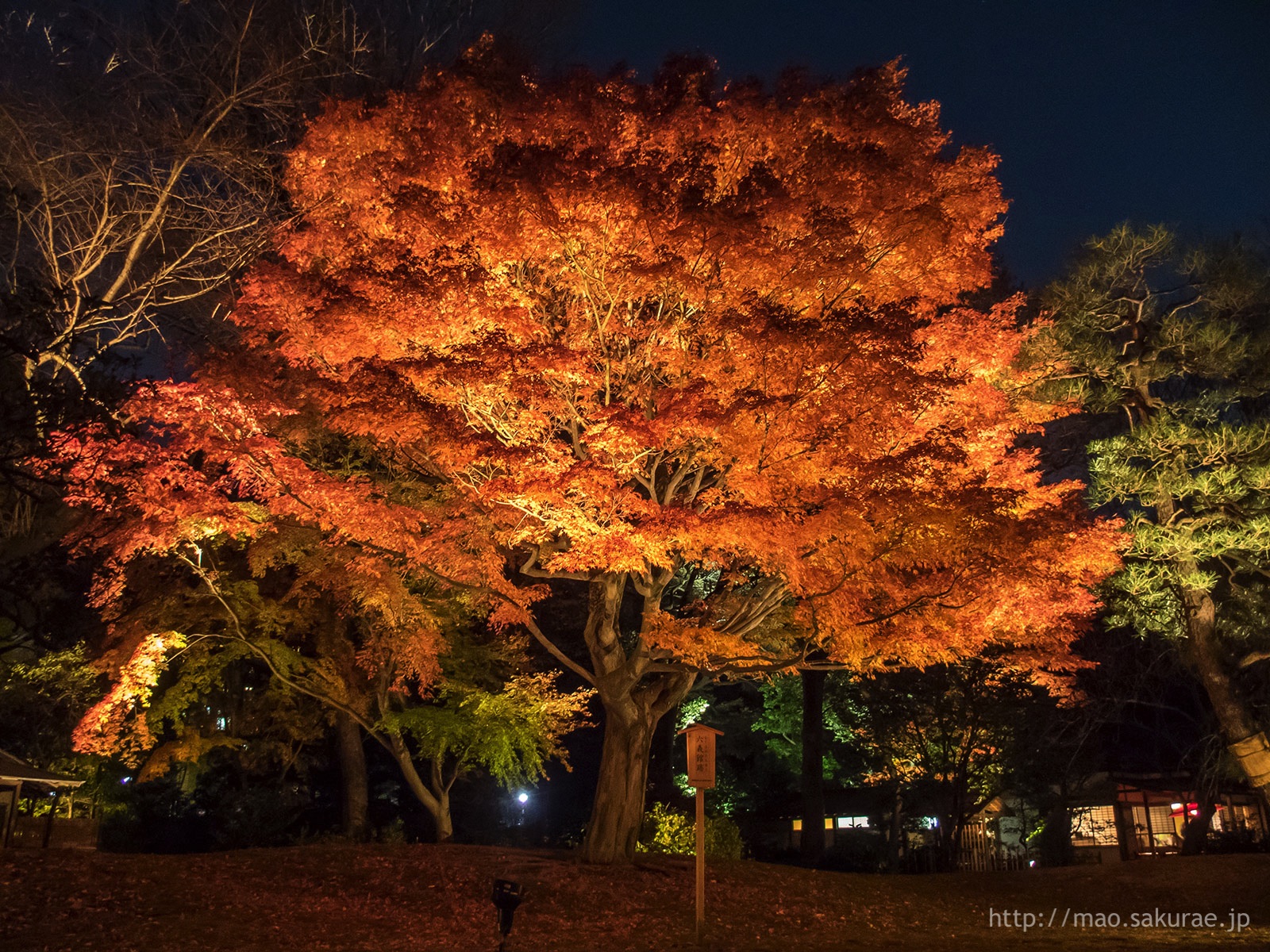 六義園ライトアップ2