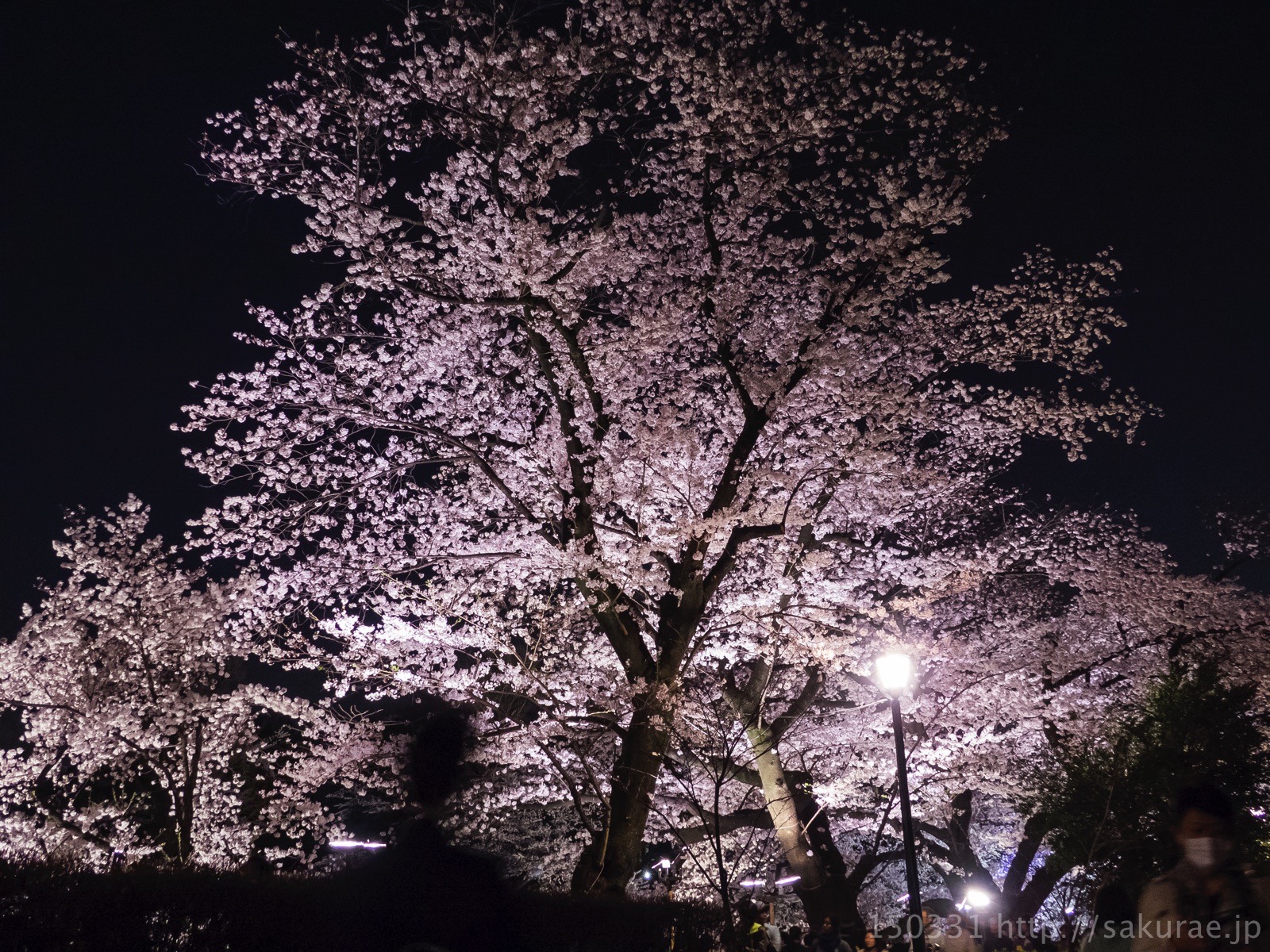 夜の千鳥ヶ淵1