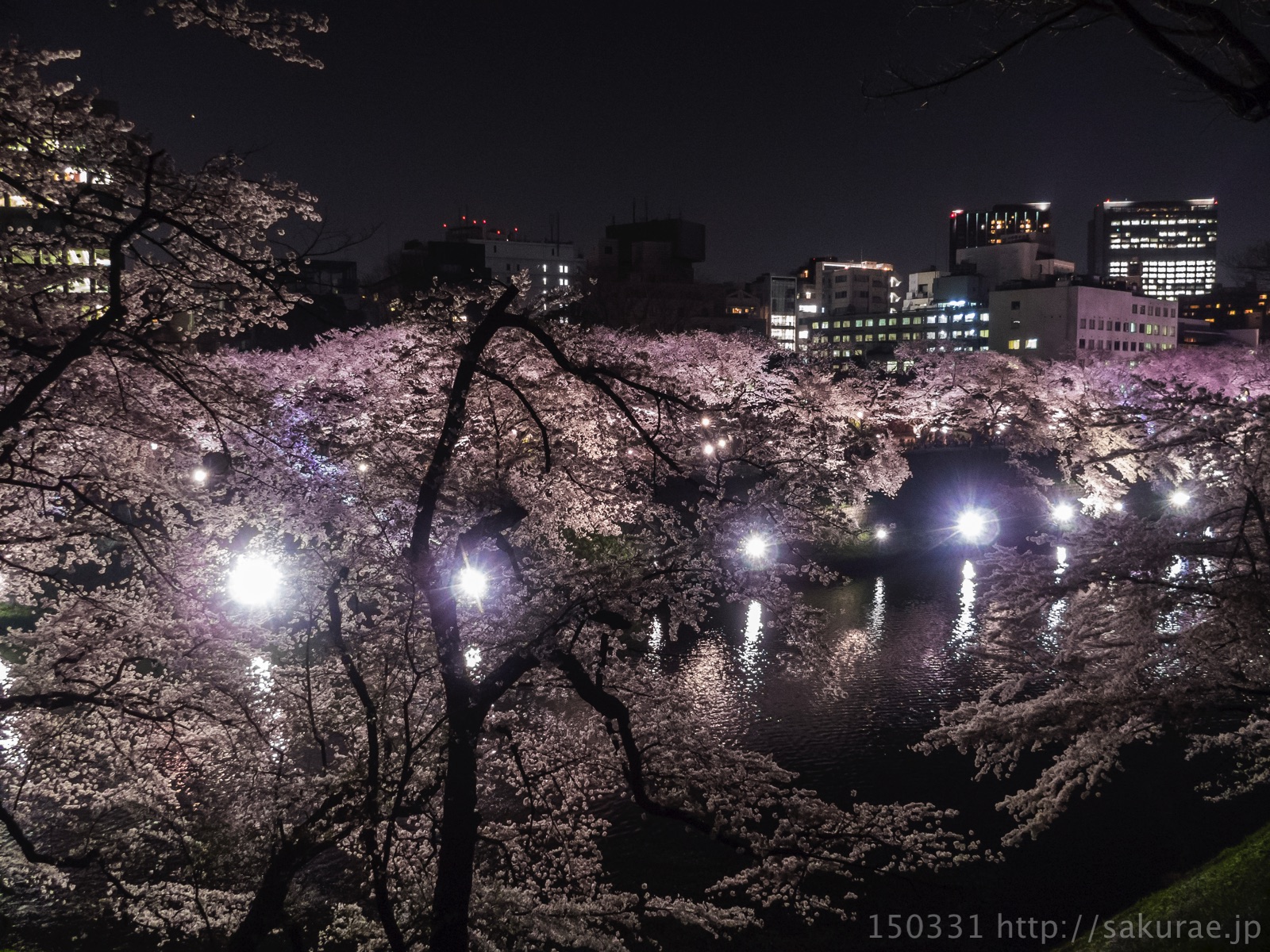 夜の千鳥ヶ淵3