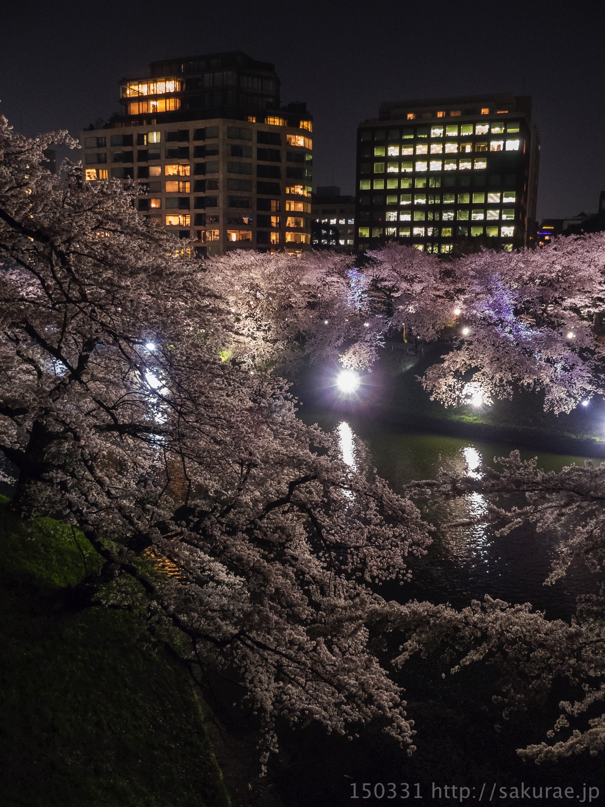 夜の千鳥ヶ淵4